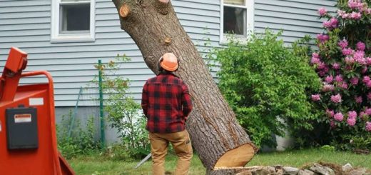 Tree removal