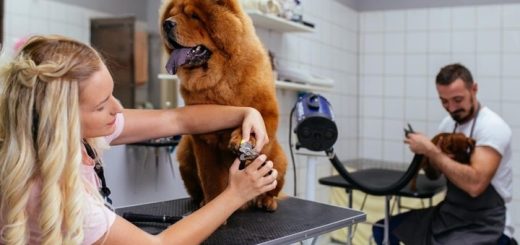 grooming a dog